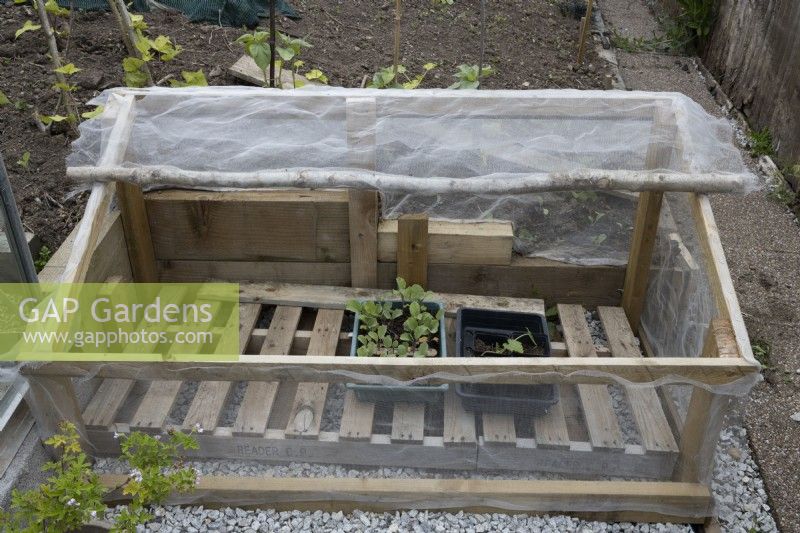 Un châssis froid avec couvercle ouvert et deux bacs à graines avec des plants de légumes à l'intérieur. Juin.