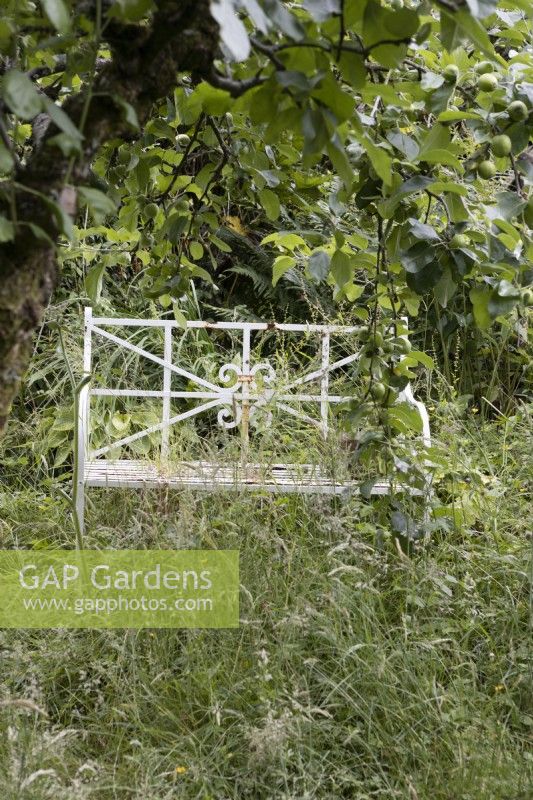 Un banc de fer blanc se trouve parmi les hautes herbes sauvages dans un jardin envahi à côté d'une branche de pommier. Juin.