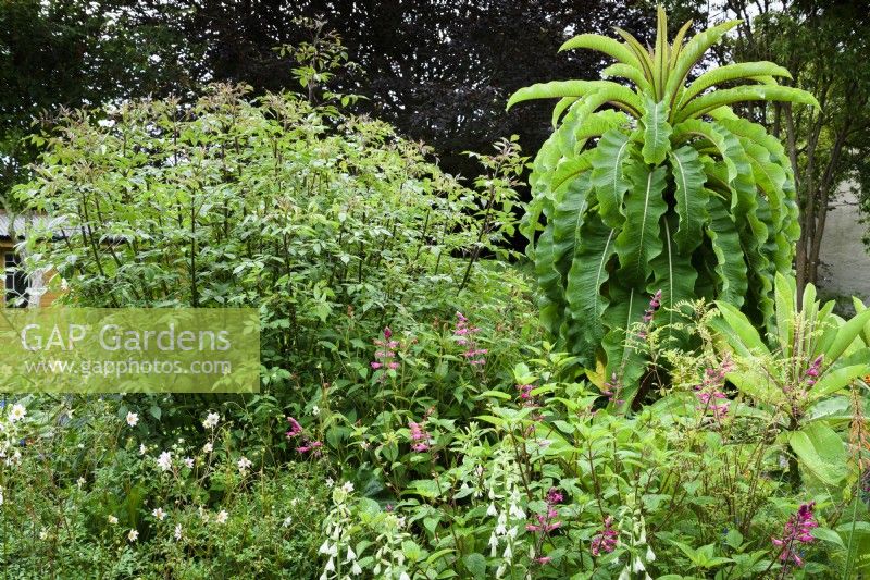 Jardin de Cornouailles en août avec plantes vivaces tendres, dont lobelias d'arbres, Lobelia giberroa et dahlias géants.