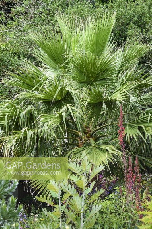 Washingtonia filifera, le palmier éventail californien, en août