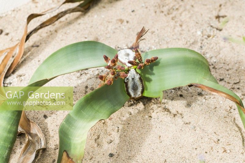 Welwitschia mirabilis. Plante mâle à cônes. Septembre
