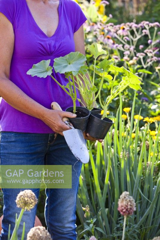 Femme tenant des courgettes cultivées en pot prêtes à être plantées dans un parterre de fleurs.