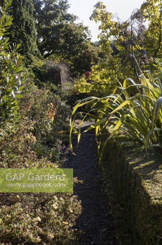 Une haie de buis taillée à côté d'un chemin de gravier. Un lin de Nouvelle-Zélande, Phormium, pousse près de la haie. Regency House, jardin Devon NGS. L'automne