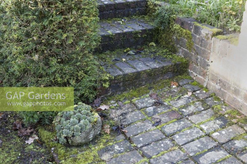 Un vieux pot en pierre patiné est rempli de sempervivums, de joubarbes. Le pot est assis sur un vieux chemin de briques recouvert de mousse et patiné au bas des marches en briques. Regency House, jardin Devon NGS. L'automne