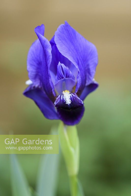 Iris sous-biflore