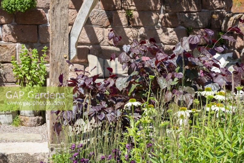 Cercis canadensis 'Forest Pansy' - The Blue Diamond Group Beautiful Abandonment Garden, RHS Hampton Court Palace Garden Festival 2022