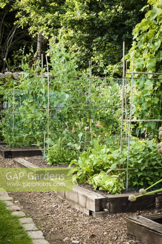 Zone de culture de légumes dans des bordures de légumes surélevées bordées de traverses à Cow Close Cottage, North Yorkshire en juillet