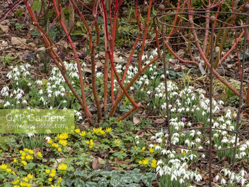 Galanthus Percy Picton planté sous des tiges de cornus colorées avec Eranthis hyemalis - Aconit d'hiver