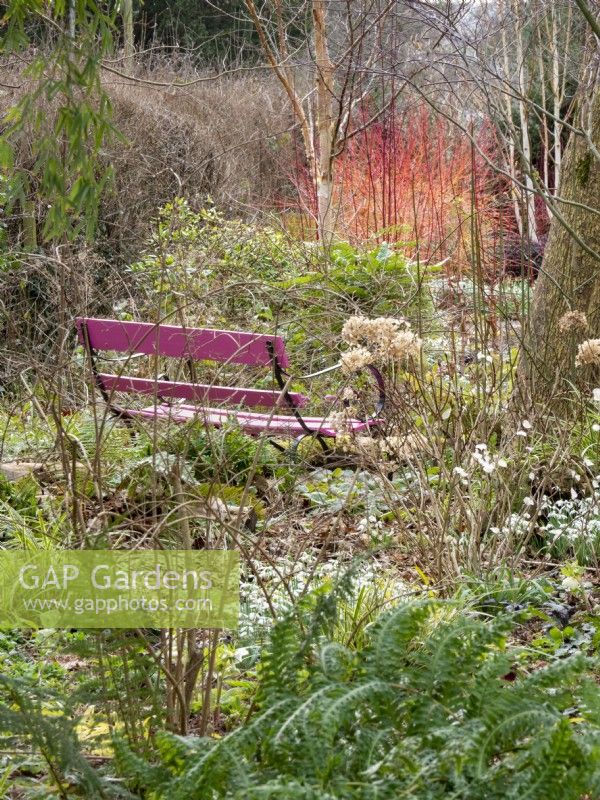 Cornus sanguinea 'Annie's Winter Orange et un banc rose ajoutent des couleurs vives et contrastées au jardin.