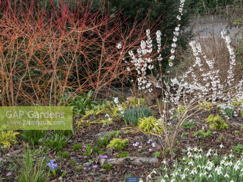 Cornus sanguinea 'Annie's Winter Orange' et Abeliophyllum distitchum est un arbuste blanc planté de crocus, de perce-neige et d'iris.