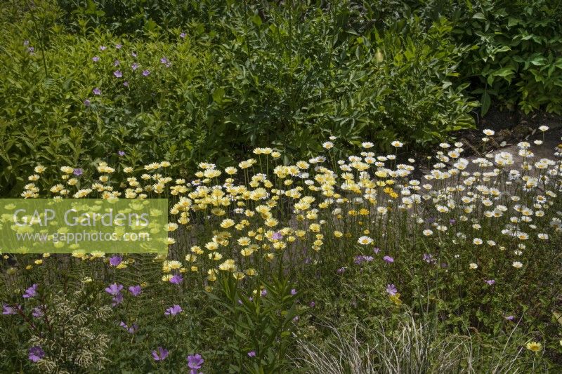 Collection nationale d'Anthemis au Winterbourne Botanic Garden, juin