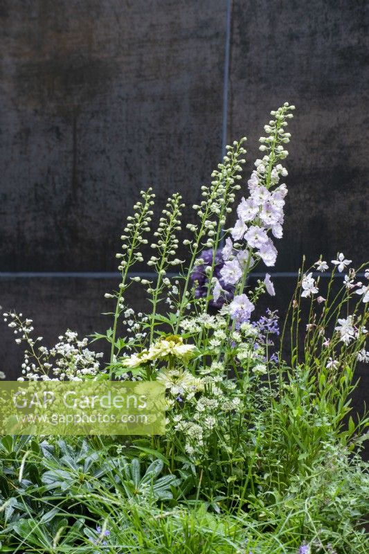 Delphiniuim, Gaura, Astrantia, Echinacea, Pittosporum tobira et Thalicrum delavayi 'Splendid White', contre un mur sombre - The Stolen Soul Garden, RHS Chelsea Flower Show 2021
