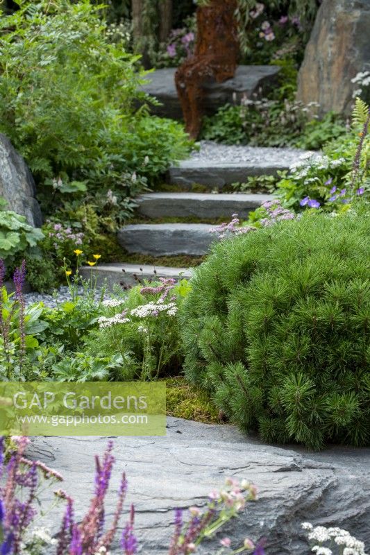 Marches en pierre menant entre des plantes telles que Pinus mugo 'Gnom' et Achillea millefolium - Prison de Bodmin : 60 degrés est - Un jardin entre continents, RHS Chelsea Flower Show 2021