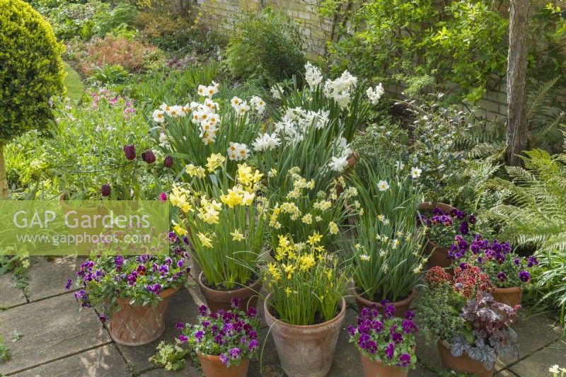 Exposition de bulbes de printemps et d'altos dans des pots en terre cuite sur le patio en avril. Narcisse 'Geranium', 'Pipit', 'Silver Chimes', 'Thalia', Minnow', 'Hawera', 'Canaliculatus', 'Segovia' et Viola 'Antique Shades'.