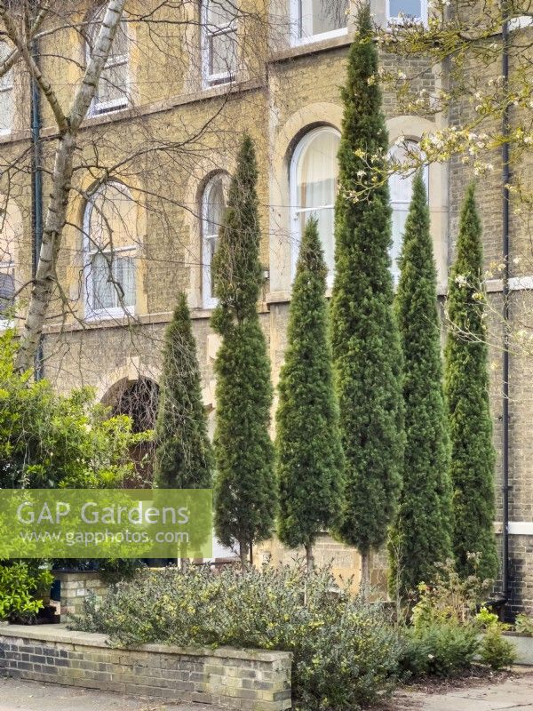 Cupressus sempervirens. Rangée de six arbres créant un écran visuel dans le jardin de devant d'une maison mitoyenne victorienne. Avril