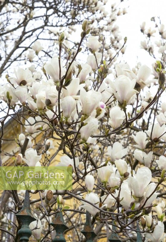 Magnolia x soulangeana, printemps avril