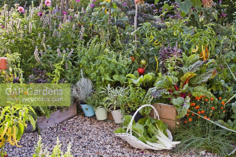 Jardin potager avec plates-bandes surélevées et pots pleins de légumes et d'herbes, trug de blettes récoltées.