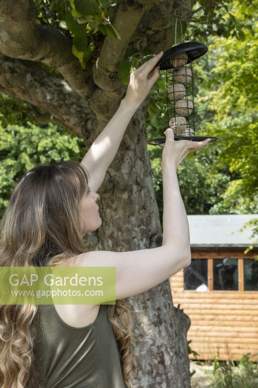 Femme suspendue mangeoire à oiseaux boule de graisse dans l'arbre, jardin de banlieue