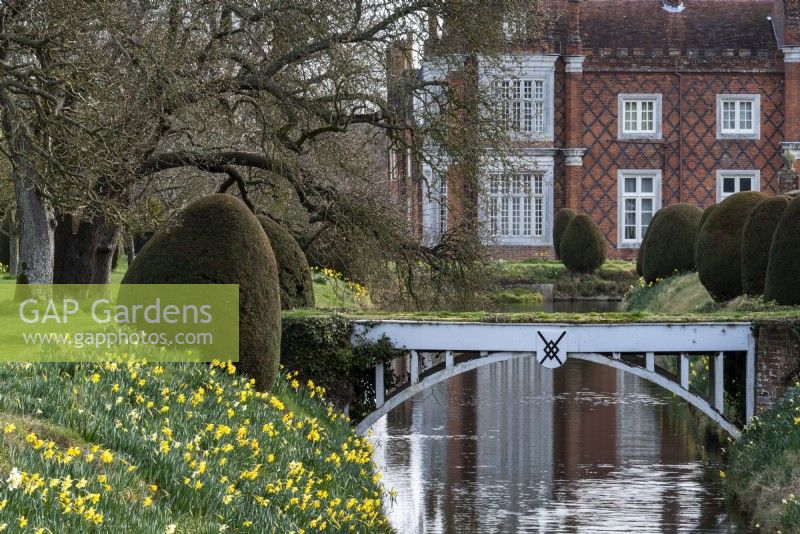 Un pont sur les douves qui entoure le jardin clos à Helmingham Hall. Au printemps les ifs taillés, les cônes de Taxus baccata sont entourés de jonquilles.