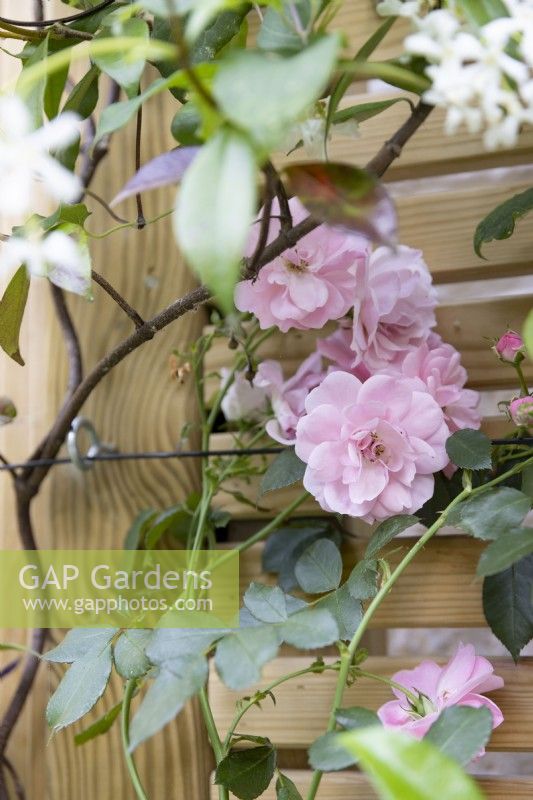 Pink climbing rose on boundary fence