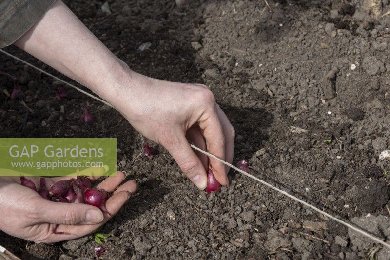 Planter des ensembles d'oignons en pleine terre, à l'aide d'une ligne. Oignon 'Baron Rouge'.
