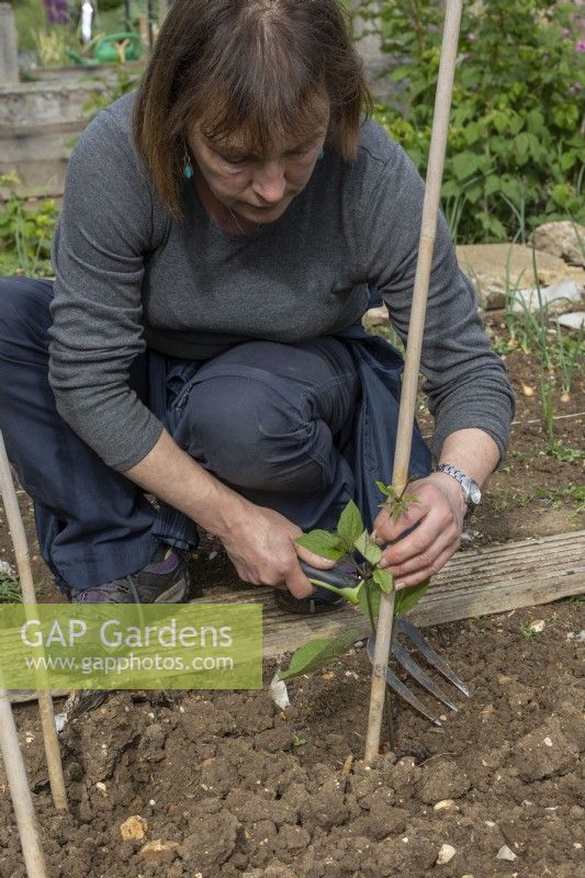 Planter des haricots d'Espagne dans une structure de canne, tordre le haricot d'Espagne planté sur la canne.