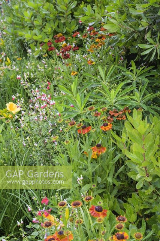 Helenium 'Moerheim Beauty' and Salvia 'Hot Lips' in The Daily Mail and RHS Planet-Friendly Garden, RHS Hampton Court Palace Garden Festival 2022