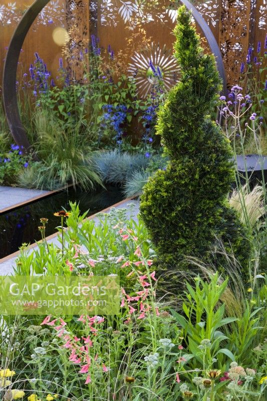 Topiaire d'if en spirale avec plantation de Penstemon barbatus 'Roseus' et d'autres plantes vivaces - Sunburst Garden, RHS Hampton Court Palace Garden Festival 2022