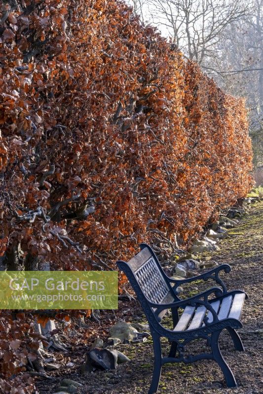 Un banc devant une haie de hêtres, Fagus sylvatica. Les feuilles prennent une couleur cuivrée à l'automne et s'accrochent aux branches tout l'hiver.