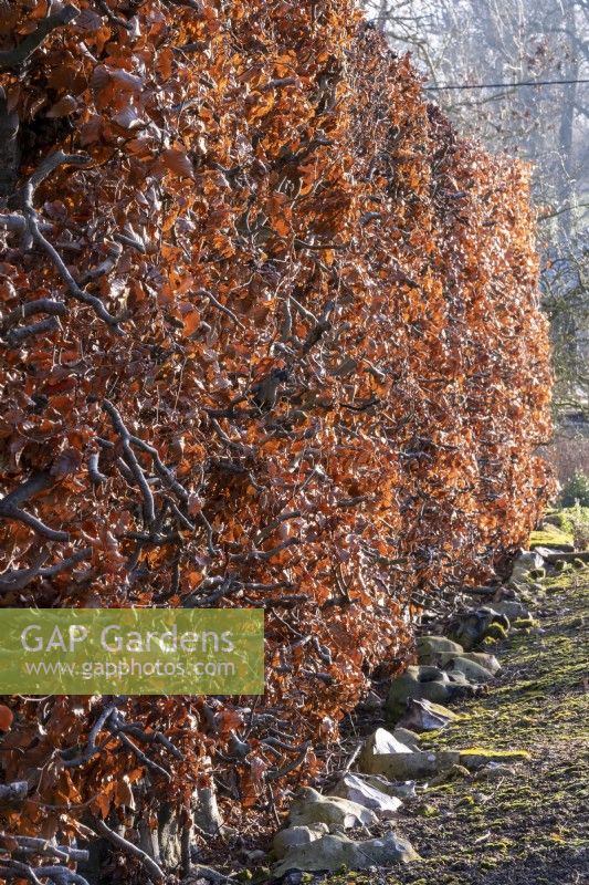 Une haie de hêtre, Fagus sylvatica, prend une couleur cuivrée à l'automne et s'accroche aux branches tout l'hiver jusqu'à ce que la nouvelle croissance apparaisse au printemps.