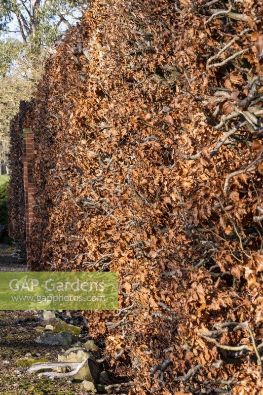 Une haie de hêtre, Fagus sylvatica, prend une couleur cuivrée à l'automne et les feuilles s'accrochent aux branches tout au long de l'hiver, offrant un écran toute l'année.