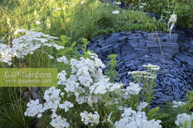 Trempette circulaire en ardoise entourée de fleurs blanches d'Achillea millefolium dans le jardin des connexions au RHS Hampton Court Palace Garden Festival 2022