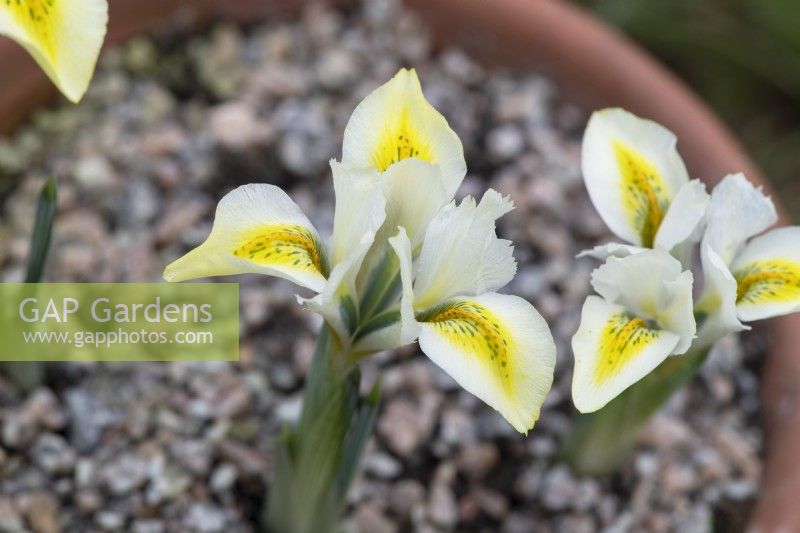 Iris reticulata 'Étoile du Nord'