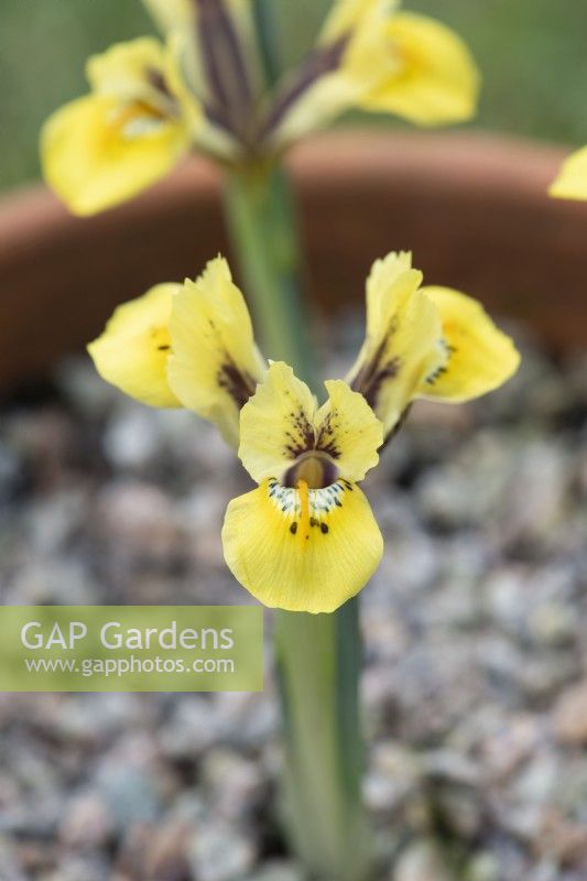 Iris reticulata 'Orange Glow'