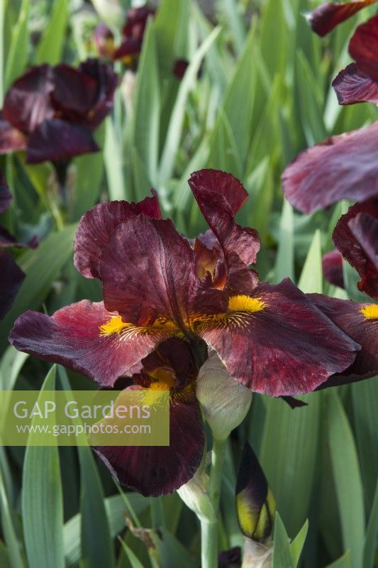 Iris 'Caliente'. Gros plan d'une grande fleur d'iris magnifiquement parfumée. Mai.