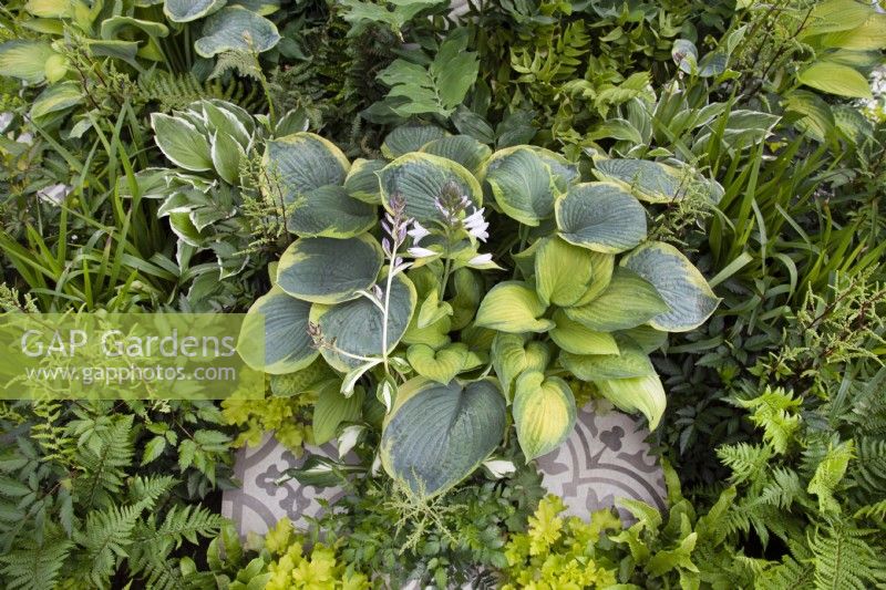 Plantes aimant l'ombre dans 'White and Shade' - Beautiful Flowerbeds - BBC Gardener's World Live 2018 - Juin