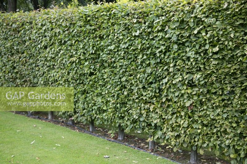 Fagus sylvatica taillé haie au Burrows Gardens, Derbyshire, en août