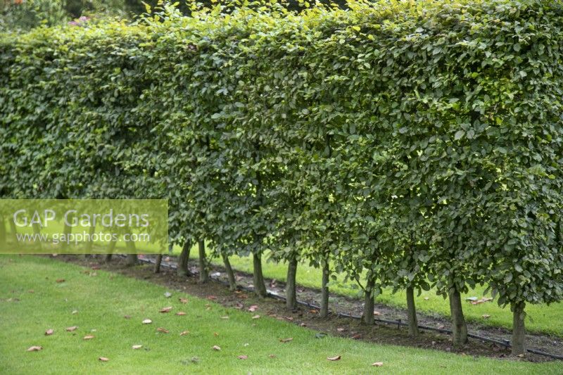 Couverture de Fagus sylvatica au Burrows Gardens, Derbyshire, en août