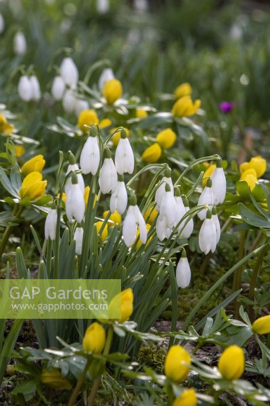 Galanthus nivalis and Eranthis hyemalis - snowdrops and winter aconites - February