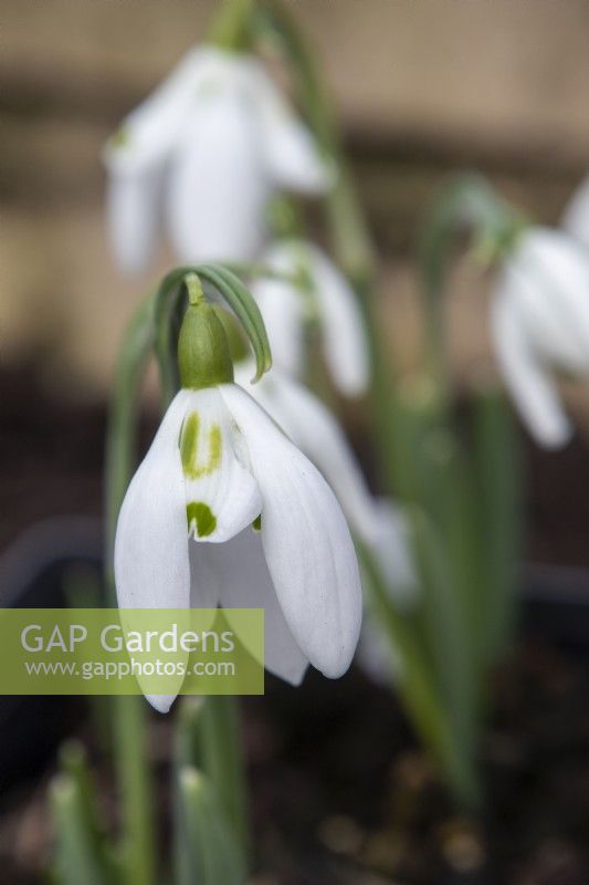 Galanthys 'Double Entendre' - snowdrop - February