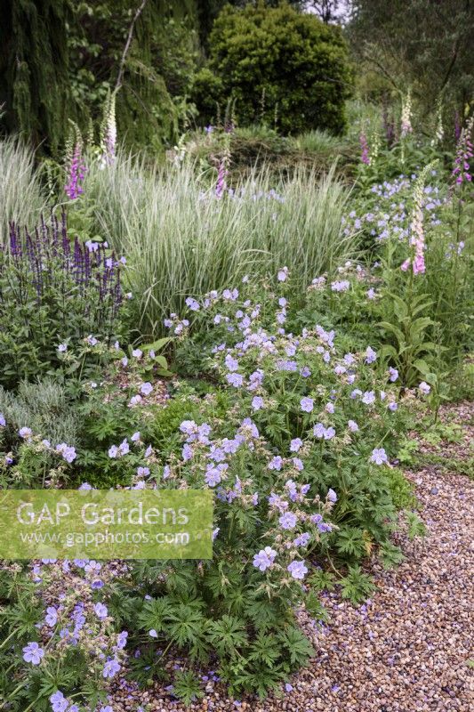 Gravel garden with Geranium pratense 'Mrs Kendall Clark', salvias, grasses and foxgloves in May