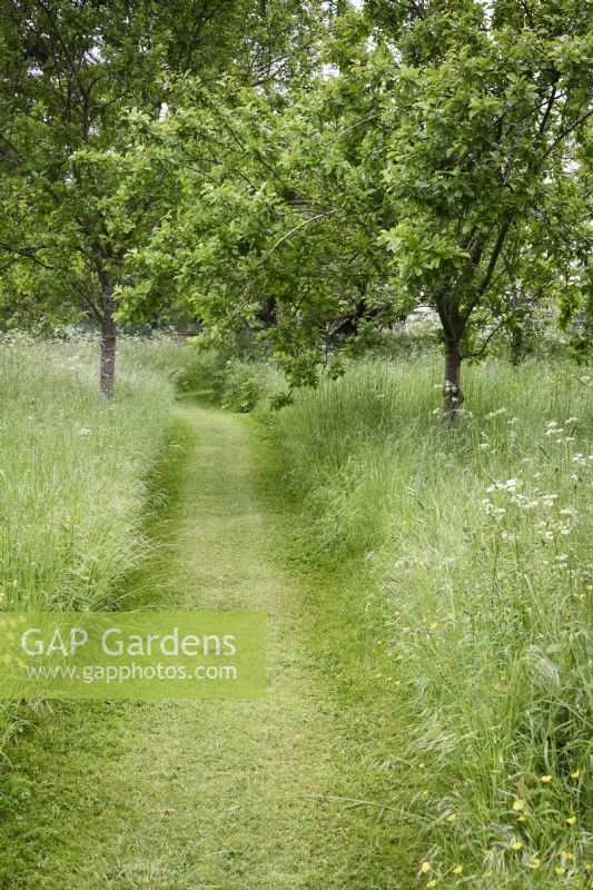 Mown path through a flowery meadow in May