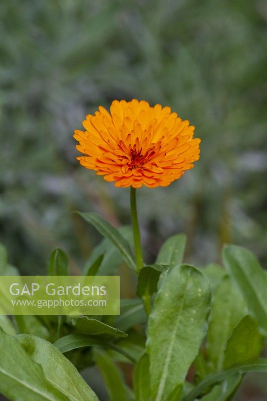 Calendula officinalis, pot marigold, an annual with bright orange and yellow flowers.