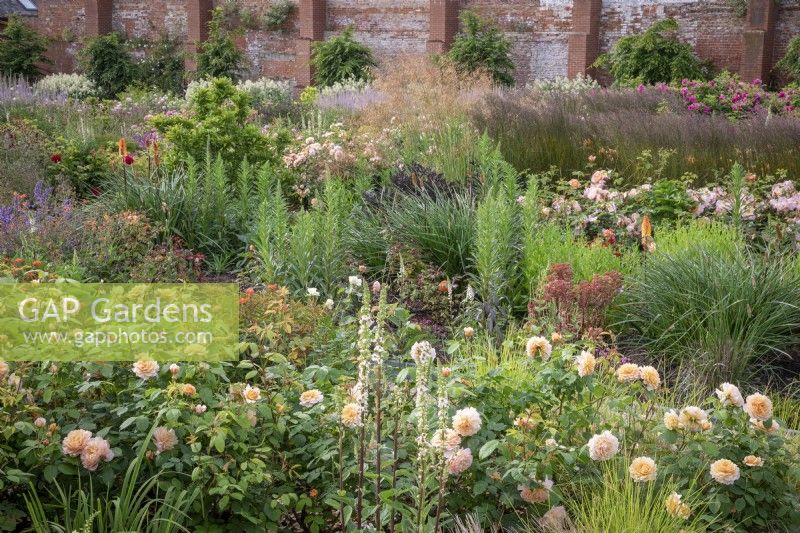 General view of the rose garden at Wynyard Hall. Mixed planting includes  roses, sanguisorba, catmint, phlomis, veronicastrum, grasses and foxgloves.