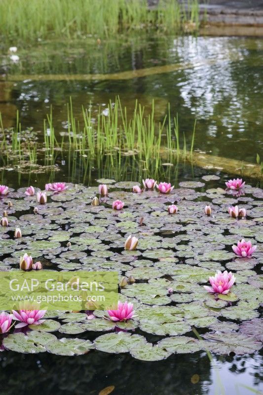 Nymphaea 'Charles de Meurville' in May