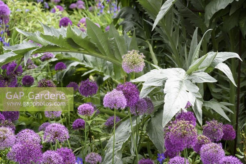 Alliums 'Purple Sensation' et 'Violet Beauty' au feuillage de cardon argenté en mai