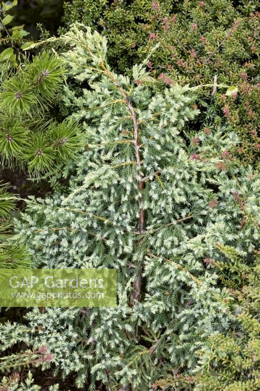 Juniperus squamata Holger, printemps Mai