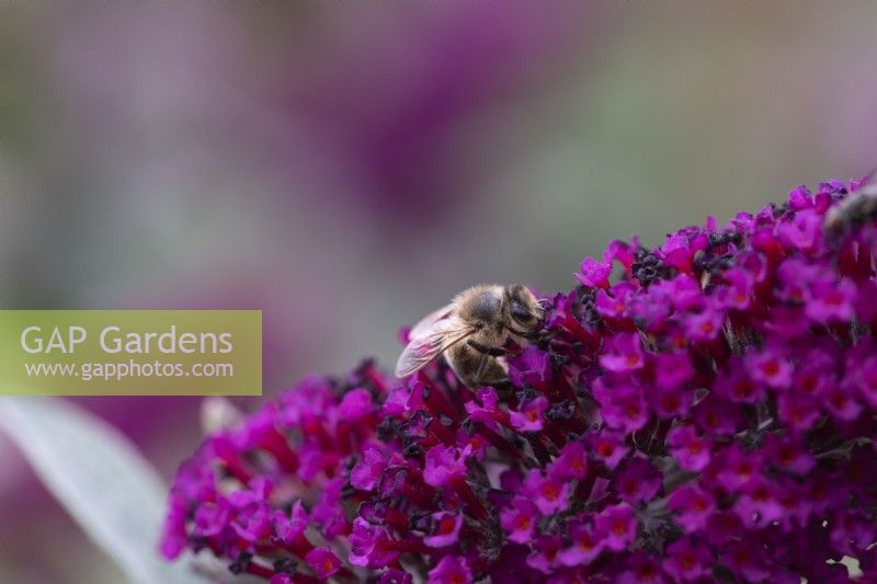 Une abeille sur Buddleja davidii 'Buzz Heaven'