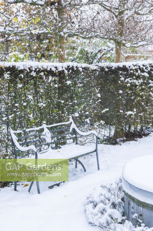 Siège de jardin de style régence en fer forgé couvert de neige à côté d'une haie d'aubépine - Crataegus monogyna avec des érables sur le terrain plissés - Acer campestre - ci-dessus. Décembre