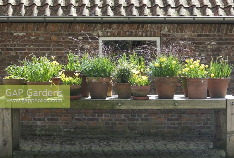 Pots en terre cuite plantés de plusieurs bulbes comme des narcisses jaunes et des tulipes d'affilée sur une table en bois.